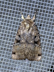 Xestia normanianus