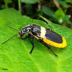 Chauliognathus tripartitus