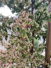 Magnoliopsida