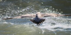 Larus glaucoides thayeri
