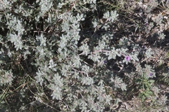 Tiquilia mexicana