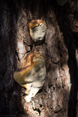 Fomitiporia hartigii