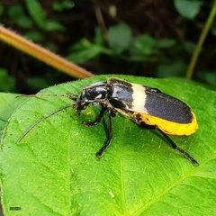 Chauliognathus tripartitus