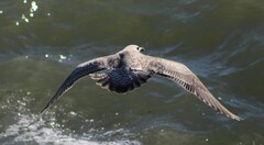 Larus glaucoides thayeri
