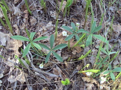 Potentilla alba