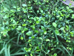 Everistia vacciniifolia nervosa