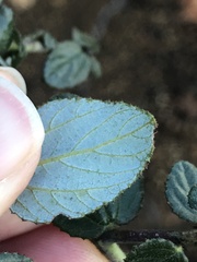 Ceanothus oliganthus