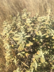 Buddleja scordioides