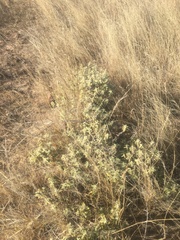 Buddleja scordioides