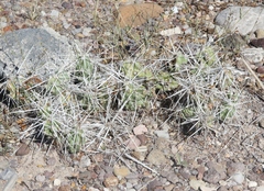 Grusonia schottii