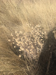 Pseudognaphalium canescens