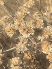 Pseudognaphalium canescens