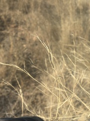 Aristida ternipes