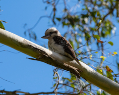 Dacelo novaeguineae novaeguineae