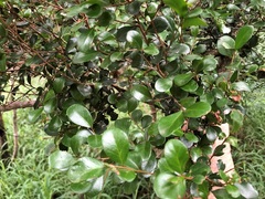 Planchonella cotinifolia