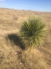 Yucca elata
