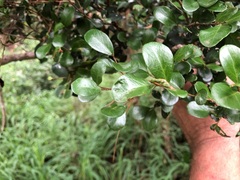 Planchonella cotinifolia