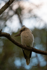 Dacelo novaeguineae novaeguineae