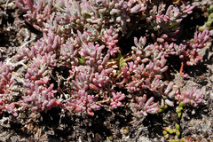 Suaeda australis