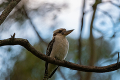 Dacelo novaeguineae novaeguineae