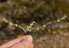 Pectocarya recurvata