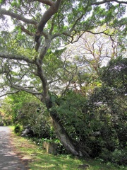 Ficus natalensis natalensis