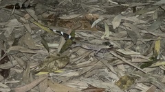 Carphodactylus laevis