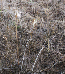 Asclepias fascicularis