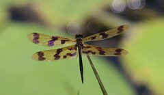 Rhyothemis graphiptera