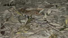 Carphodactylus laevis