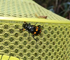 Nicrophorus didymus