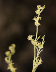 Pectocarya recurvata