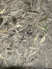 Carphodactylus laevis