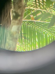 Eucometis penicillata