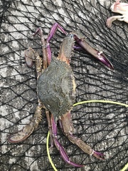 Achelous xantusii