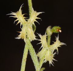 Pectocarya recurvata