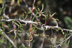 Mimosa aculeaticarpa