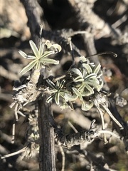 Lupinus paynei