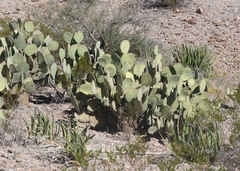 Opuntia rufida
