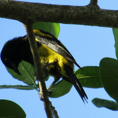 Icterus dominicensis