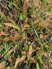 Blechnum penna-marina