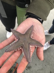 Astropecten armatus