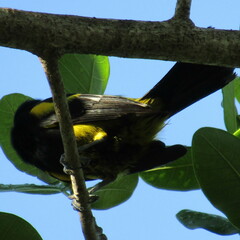 Icterus dominicensis