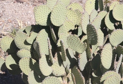 Opuntia rufida