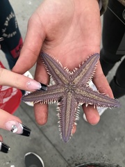 Astropecten armatus