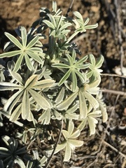 Lupinus paynei