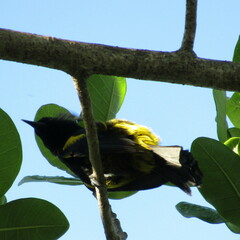 Icterus dominicensis