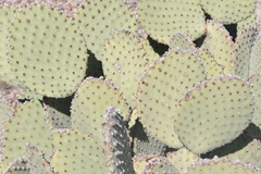 Opuntia rufida