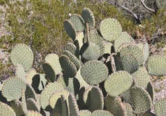 Opuntia rufida