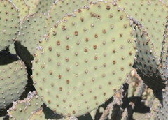 Opuntia rufida